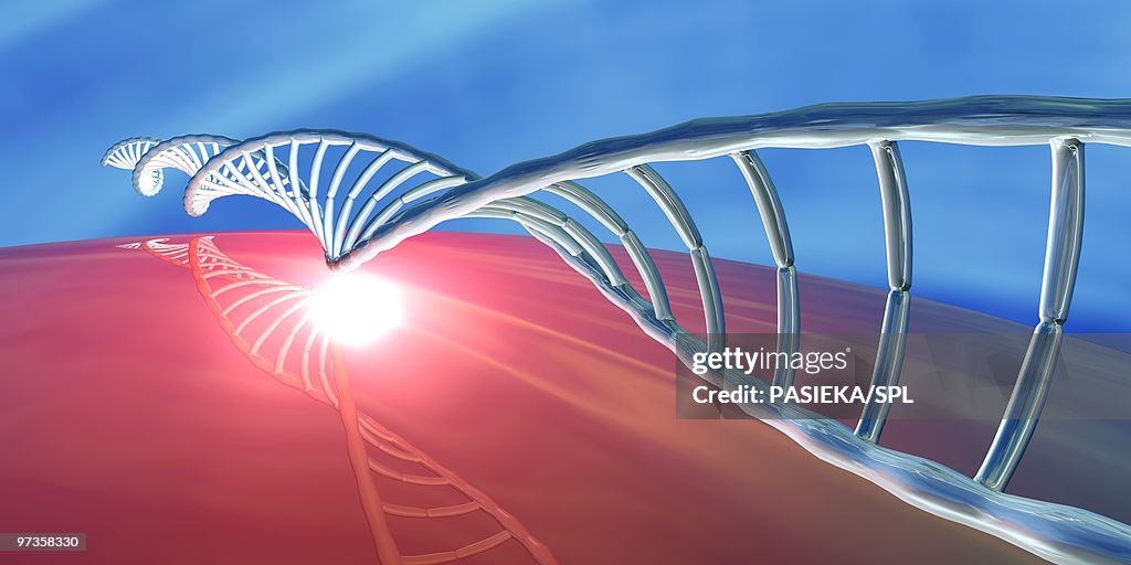 DNA molecule, artwork