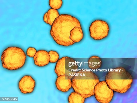 MRSA bacteria, artwork MRSA bacteria, artwork