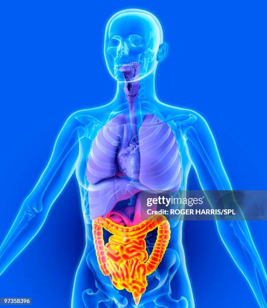 ilustraciones, imágenes clip art, dibujos animados e iconos de stock de bowel, artwork - intestino-grueso