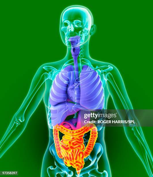 ilustrações de stock, clip art, desenhos animados e ícones de bowel, artwork - intestino grosso humano