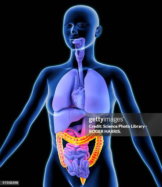 ilustraciones, imágenes clip art, dibujos animados e iconos de stock de colon, artwork - intestino-grueso