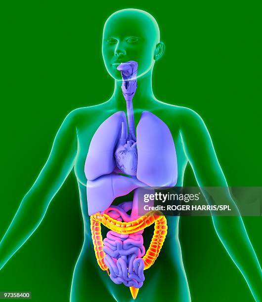 ilustrações de stock, clip art, desenhos animados e ícones de colon, artwork - intestino grosso humano