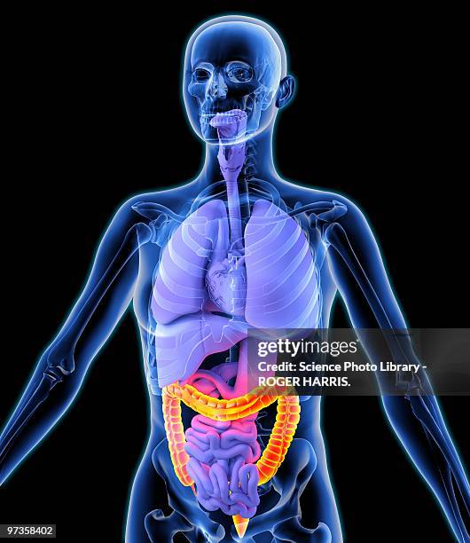ilustrações de stock, clip art, desenhos animados e ícones de colon, artwork - intestino grosso humano