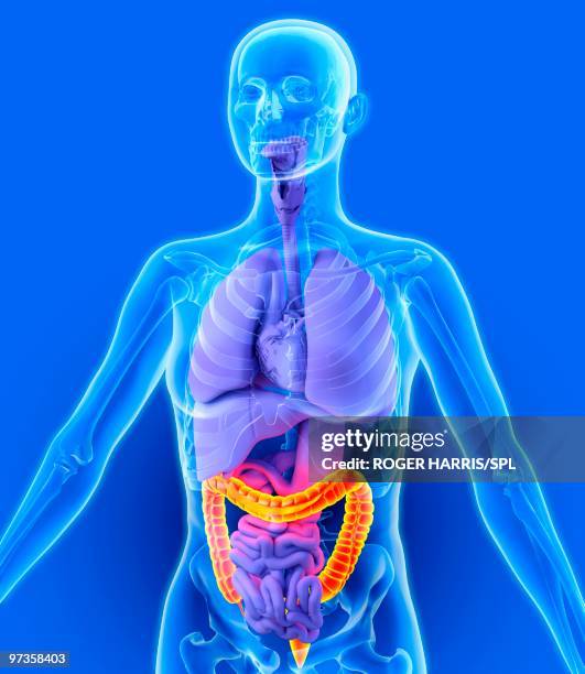 ilustrações de stock, clip art, desenhos animados e ícones de colon, artwork - intestino grosso humano