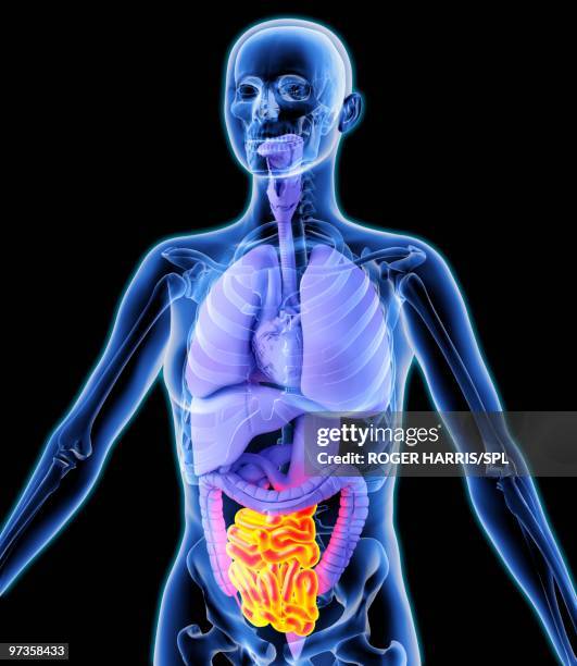 Intesine Rapport Intestines Model High Res Illustrations - Getty Images