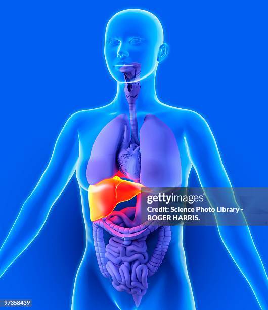liver, artwork - digestive system model stock illustrations