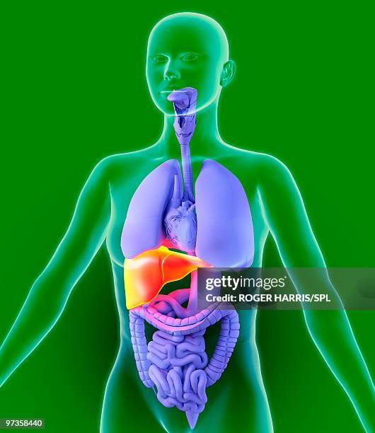 liver, artwork - digestive system model stock illustrations