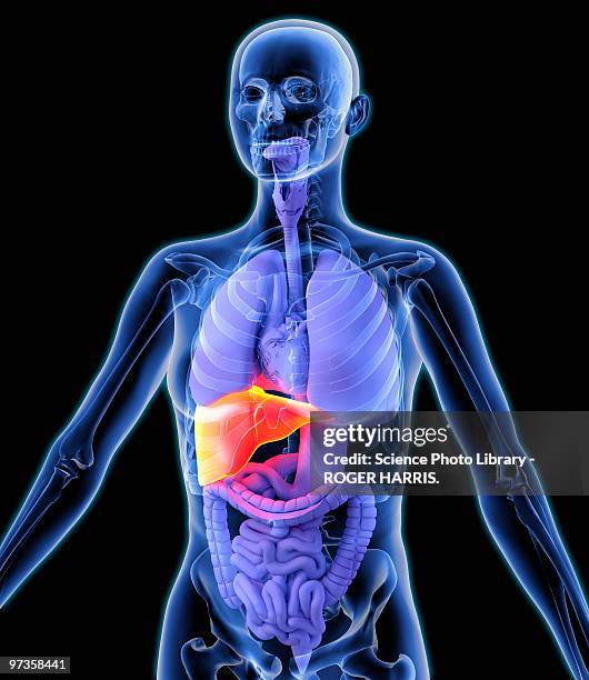 liver, artwork - digestive system model stock illustrations