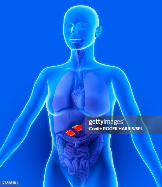 pancreas, artwork - menschliche bauchspeicheldrüse stock-grafiken, -clipart, -cartoons und -symbole
