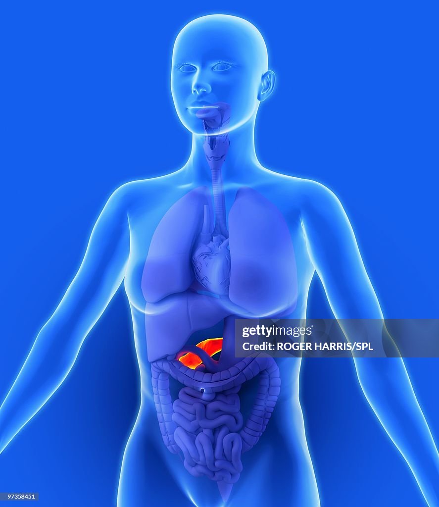 Pancreas, artwork