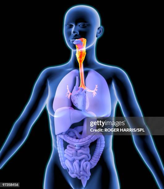 respiratory system, artwork - bronchioles stock illustrations