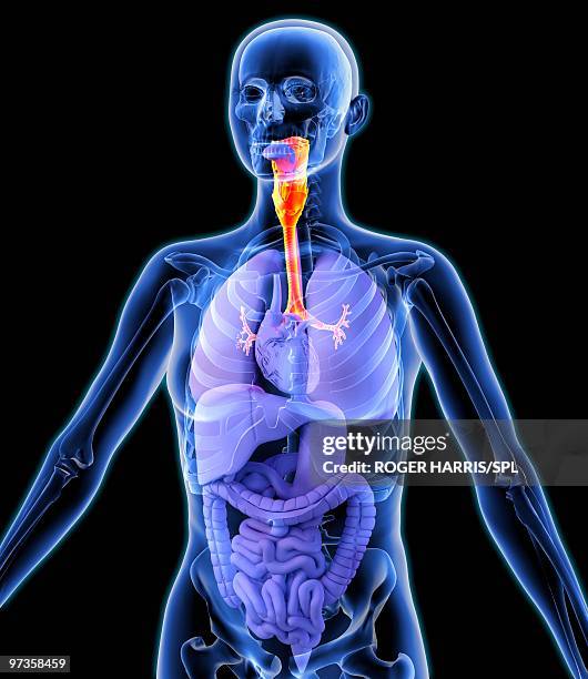 respiratory system, artwork - respiratory system stock-grafiken, -clipart, -cartoons und -symbole