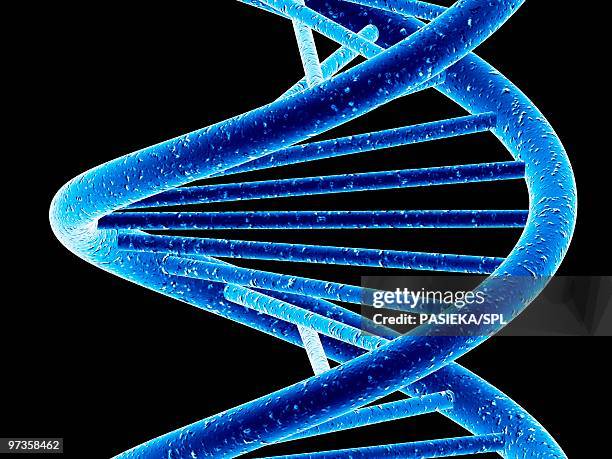 302 Structure Of Adenine Stock Photos, High-Res Pictures, and Images ...