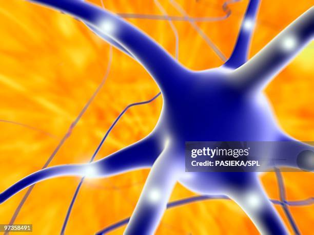 nerve cell, artwork - nerve fiber stock illustrations