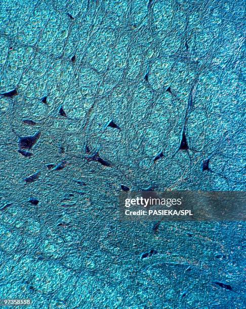 human spinal cord, light micrograph - wissenschaftliche mikroskopische aufnahme stock-fotos und bilder
