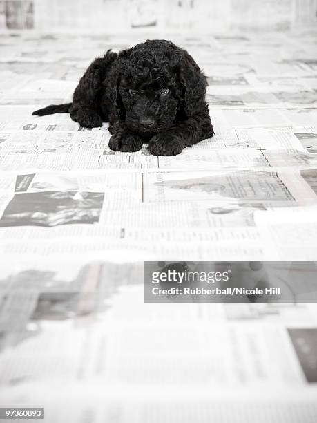 portuguese water dog puppy lying in a room covered in newspaper - portuguese water dog stock pictures, royalty-free photos & images