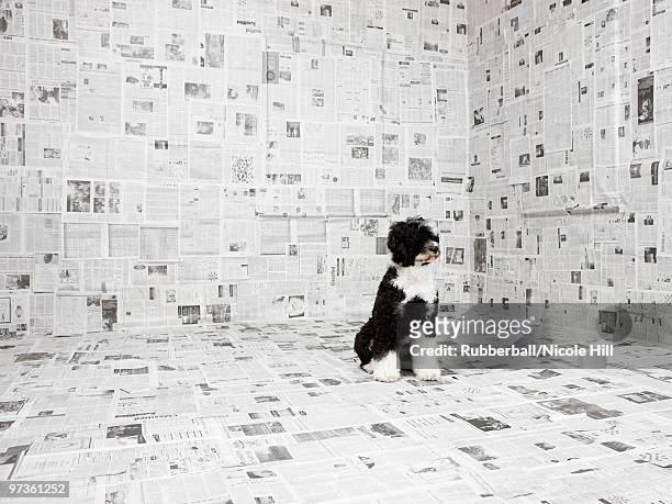 portuguese water dog in room covered in newspaper - portuguese water dog stock pictures, royalty-free photos & images