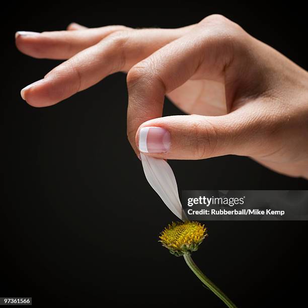 young woman's hand plucking petal from flower - 花びら占い ストックフォトと画像