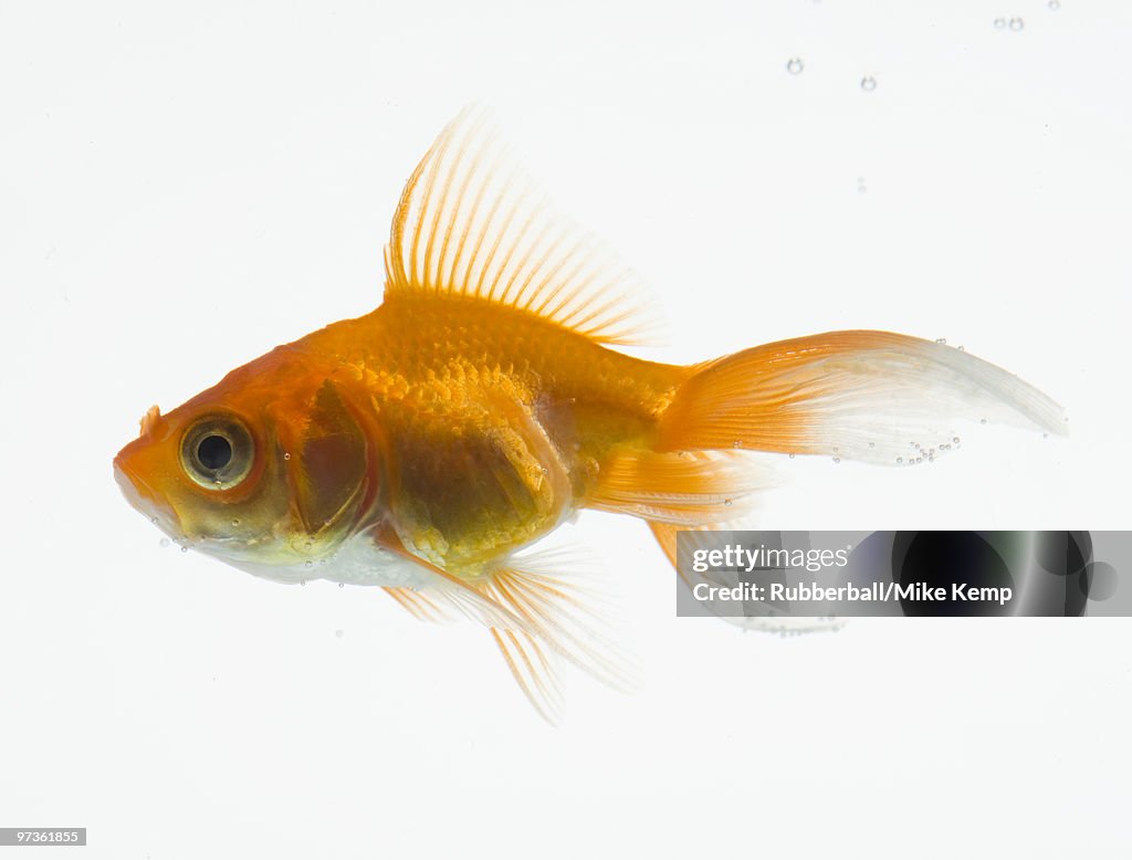 Goldfish on white background