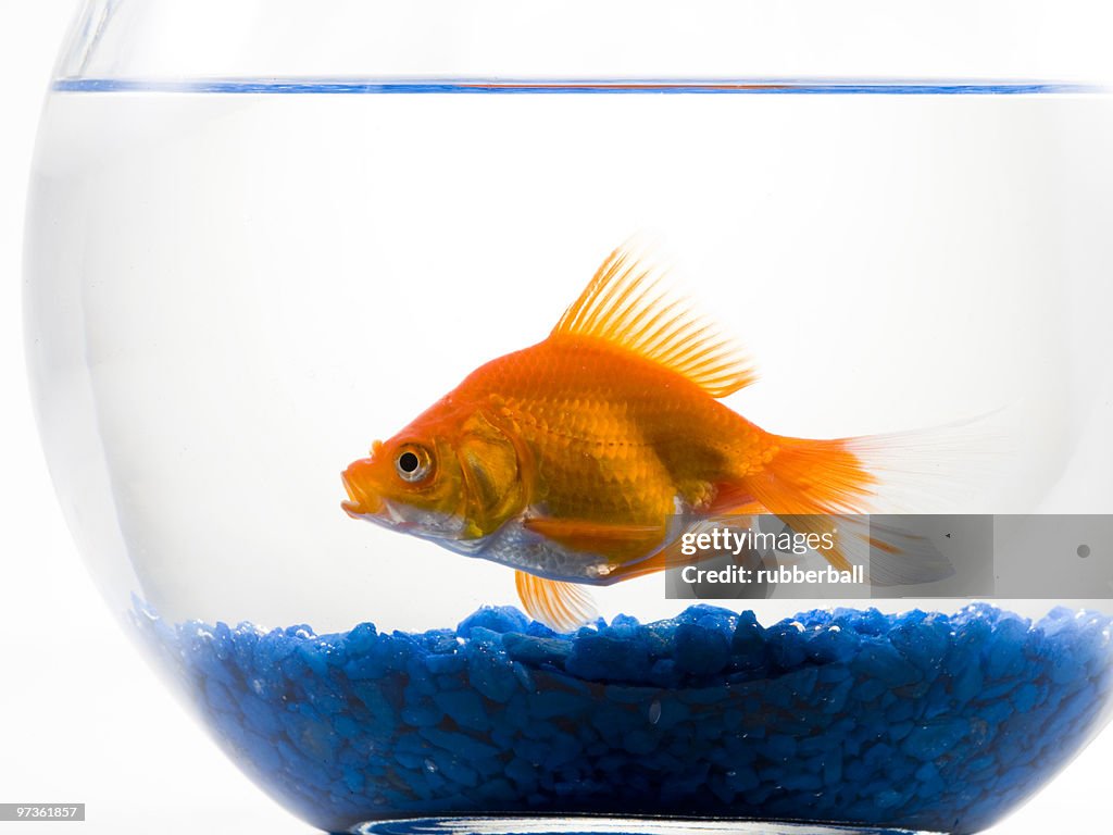 Goldfish in bowl on white background