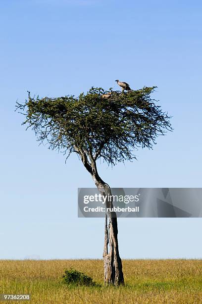 birds in an acacia tree, africa - cape vulture stock pictures, royalty-free photos & images