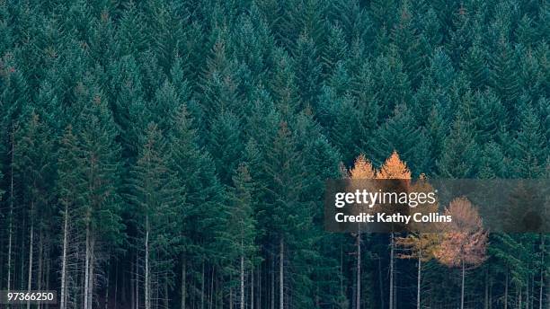 autumn larch amongst evergreen fir trees - kathy self stock pictures, royalty-free photos & images