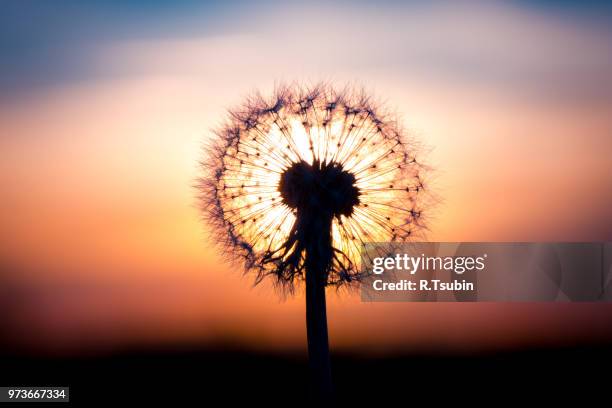 dandelion flower fused with sunset looking like a bulb - gold stamens photos et images de collection