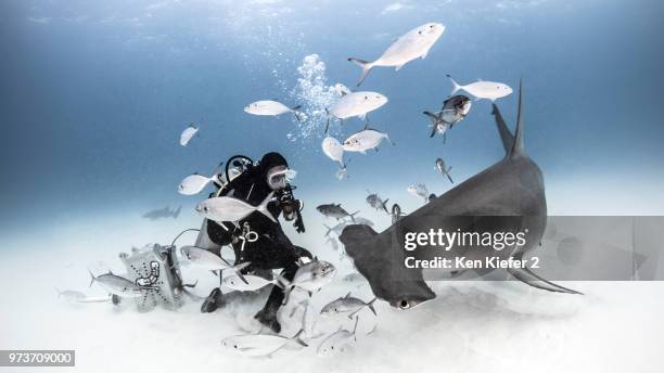 underwater view of diver photographing great hammerhead shark from seabed, alice town, bimini, bahamas - great hammerhead shark stockfoto's en -beelden