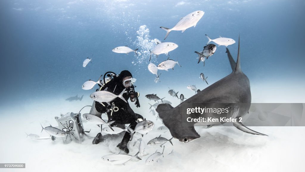 Underwater view of diver photographing great hammerhead shark from seabed, Alice Town, Bimini, Bahamas