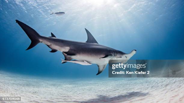underwater view of great hammerhead shark, alice town, bimini, bahamas - great hammerhead shark stockfoto's en -beelden
