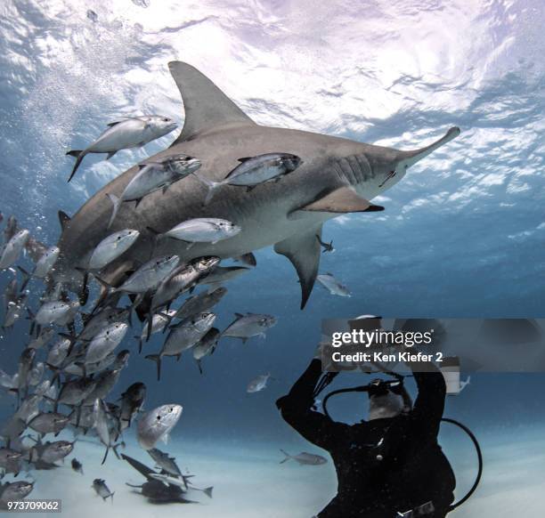 underwater view of diver photographing great hammerhead shark from seabed, bayley town, bimini, bahamas - great hammerhead shark stockfoto's en -beelden