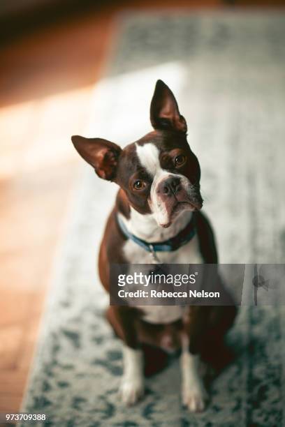 portrait of boston terrier, head cocked looking at camera - boston terrier photos et images de collection