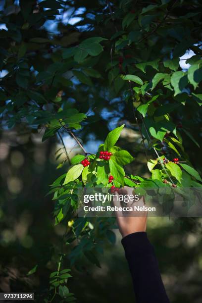 young girl picking winterberry from tree, close-up - winterberry holly stock pictures, royalty-free photos & images