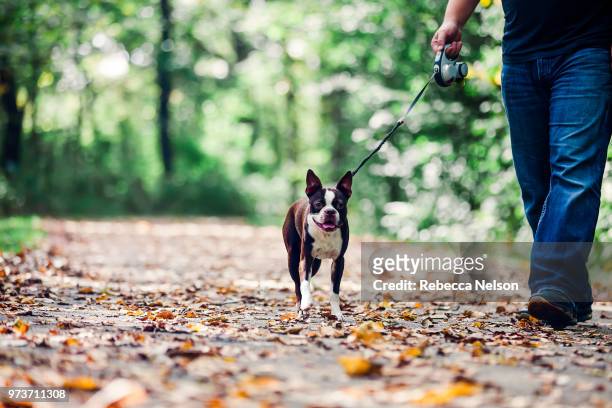 man walking dog in rural setting, low section - boston terrier photos et images de collection