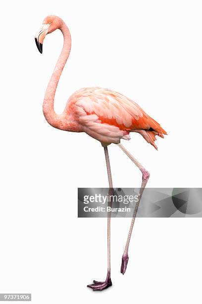 flamingo on white background - flamingos stock pictures, royalty-free photos & images