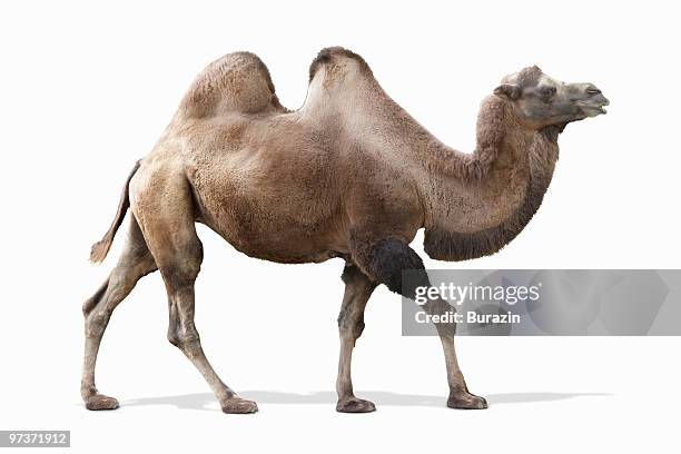 camel on white background - camels stockfoto's en -beelden