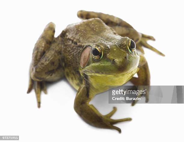 north american bull frog - frösche stock-fotos und bilder