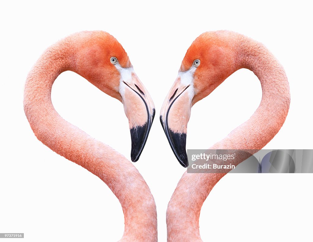 Flamingo on white background