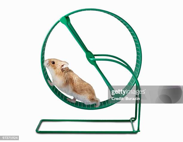 hamster running on a hamster wheel - rueda de ejercicio fotografías e imágenes de stock