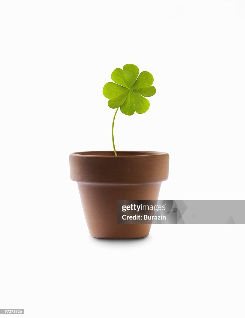 4 leaf clover growing in a flower pot
