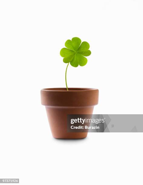 4 leaf clover growing in a flower pot - 4 leaf clover stockfoto's en -beelden