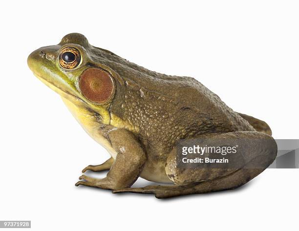 north american bull frog - bullfrog stock pictures, royalty-free photos & images