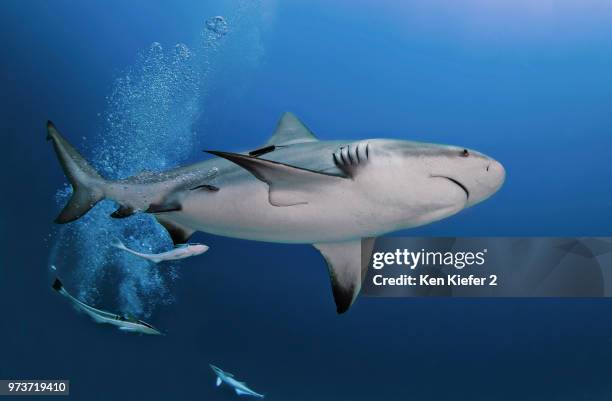 underwater view of pregnant bull shark, playa del carmen, quintana roo, mexico - bull shark stock pictures, royalty-free photos & images