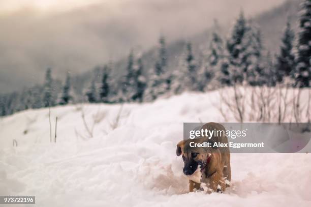 dog playing in snow, whistler, british columbia, canada - blackcomb mountain stock pictures, royalty-free photos & images