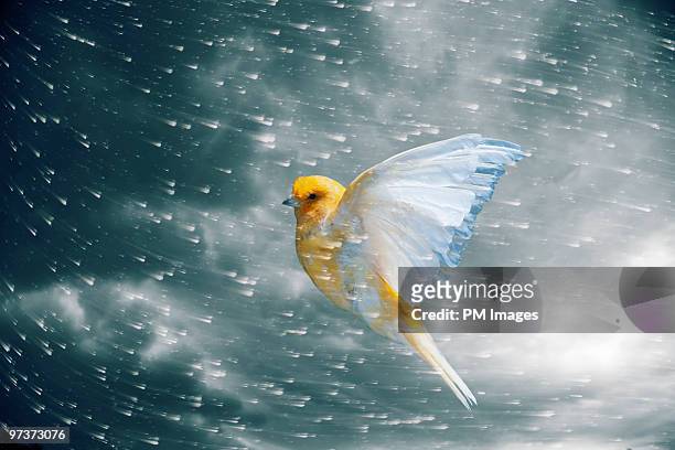 canary flying in storm - canarino delle isole canarie foto e immagini stock