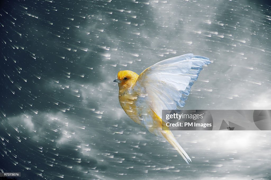 Canary flying in storm