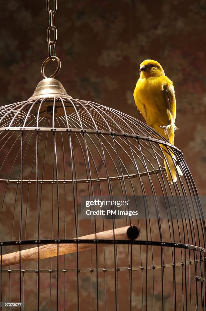 Canary perching atop birdcage