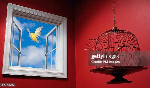 canary escaping cage, flying out open window - vogelkäfig stock-fotos und bilder