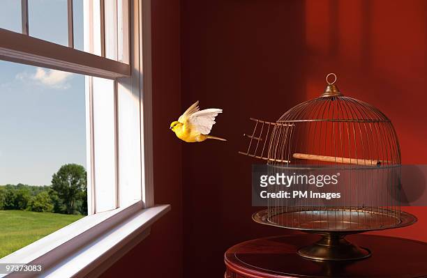 canary escaping cage, flying toward open window - freiheit stock-fotos und bilder