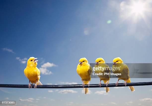 four canaries on wire, one bird chirping - different animals together stock-fotos und bilder